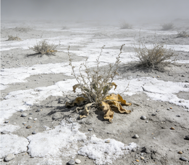 土壤鹽分電導(dǎo)率測定儀
